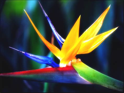 Bird Of Paradise Flower Wallpaper 1600X1200 83276