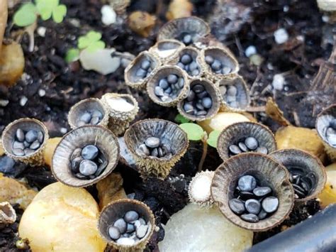 Birds Nest Fungus Guide: Identification Tips