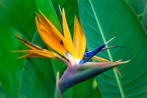 Birds Of Paradise Flowers