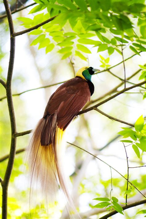 Birds Of Paradise