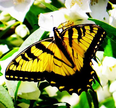 Black And Yellow Butterfly