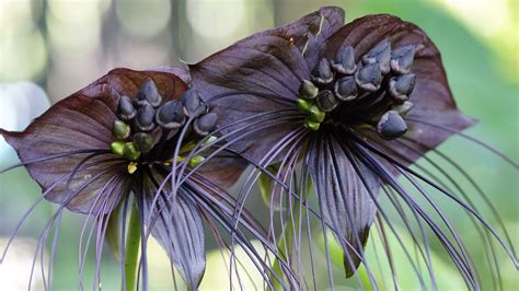 Black Bat Flower Guide: Growing Secrets