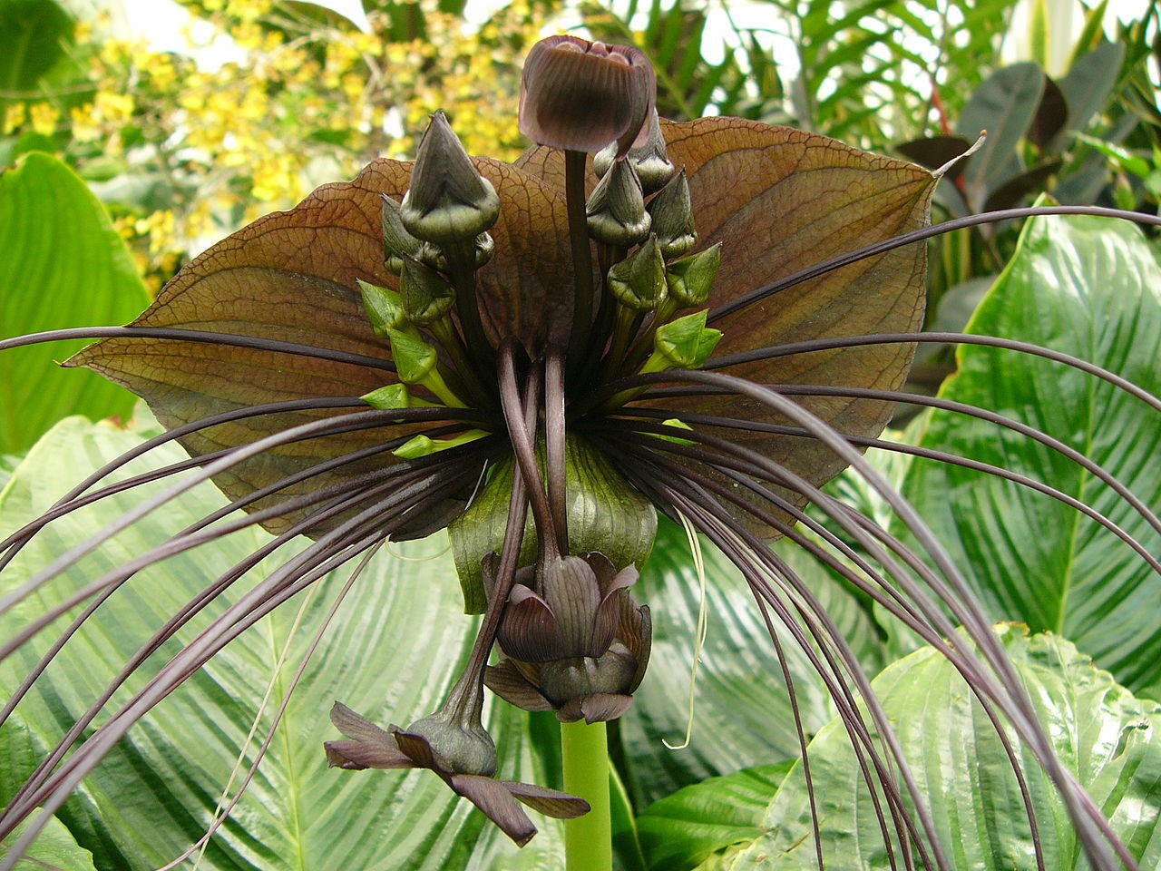 Black Bat Flower