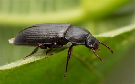 Black Beetles Insects