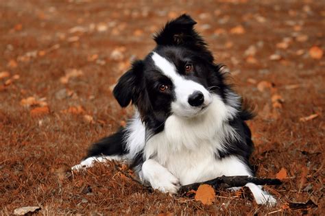 Black Border Collie Guide: Breed Secrets Revealed