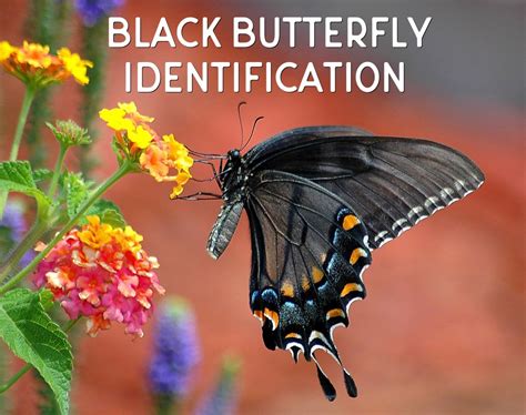 Black Butterfly Identification Made Easy