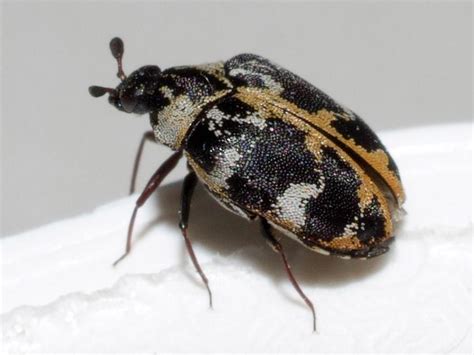 Black Carpet Beetle Lifespan Carpet Vidalondon