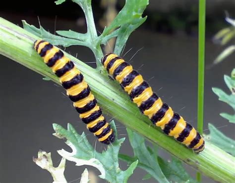 Black Caterpillar: Identify Yellow Stripes Safely