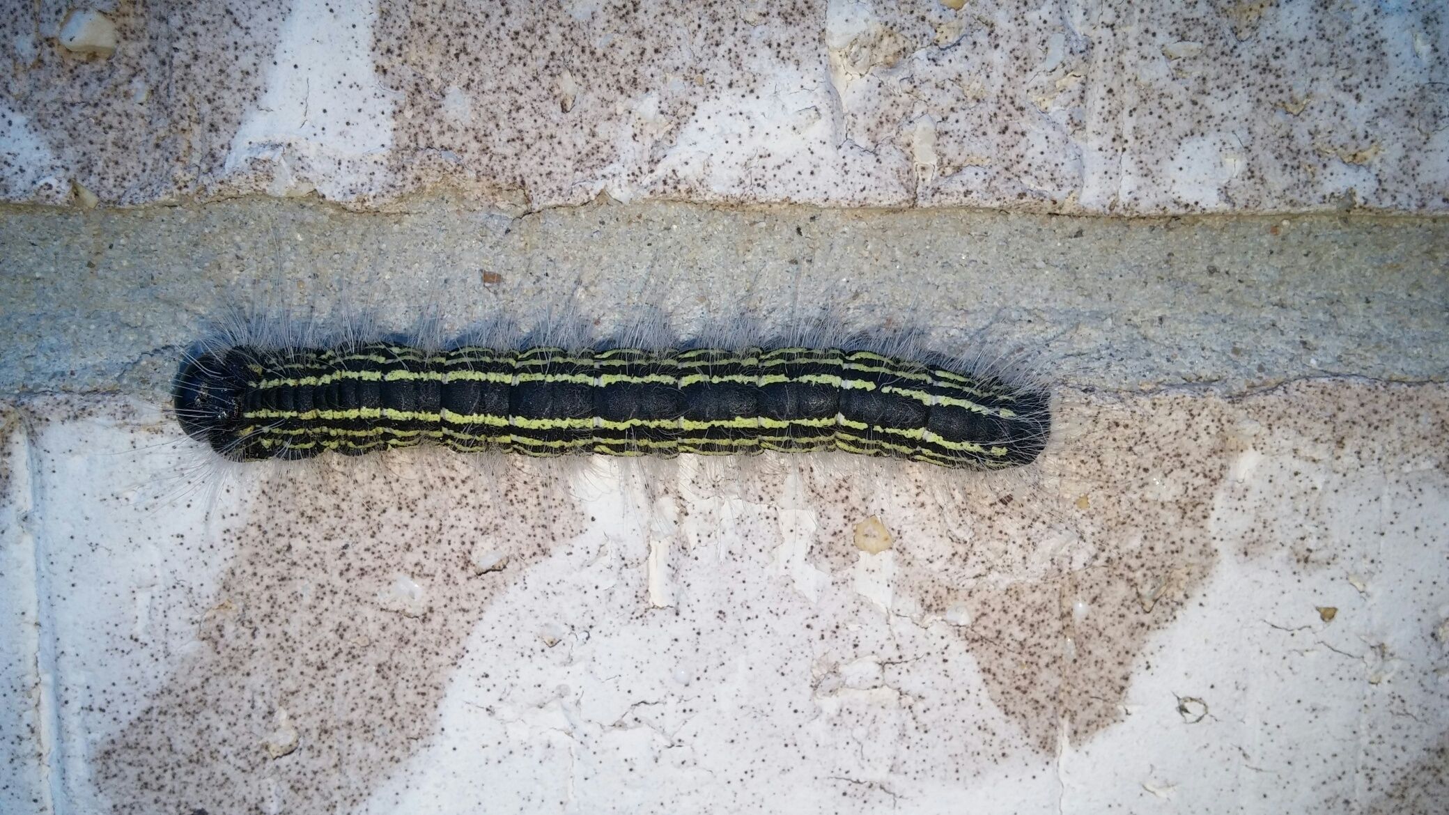 Black Caterpillar With Yellow Stripes On Side Swimfiln