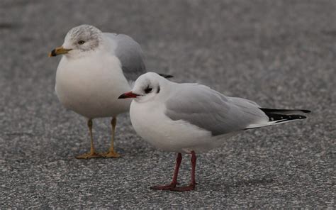 Black Headed Gull Hunt Valley Md By Alex Lamoreaux Nemesis Bird