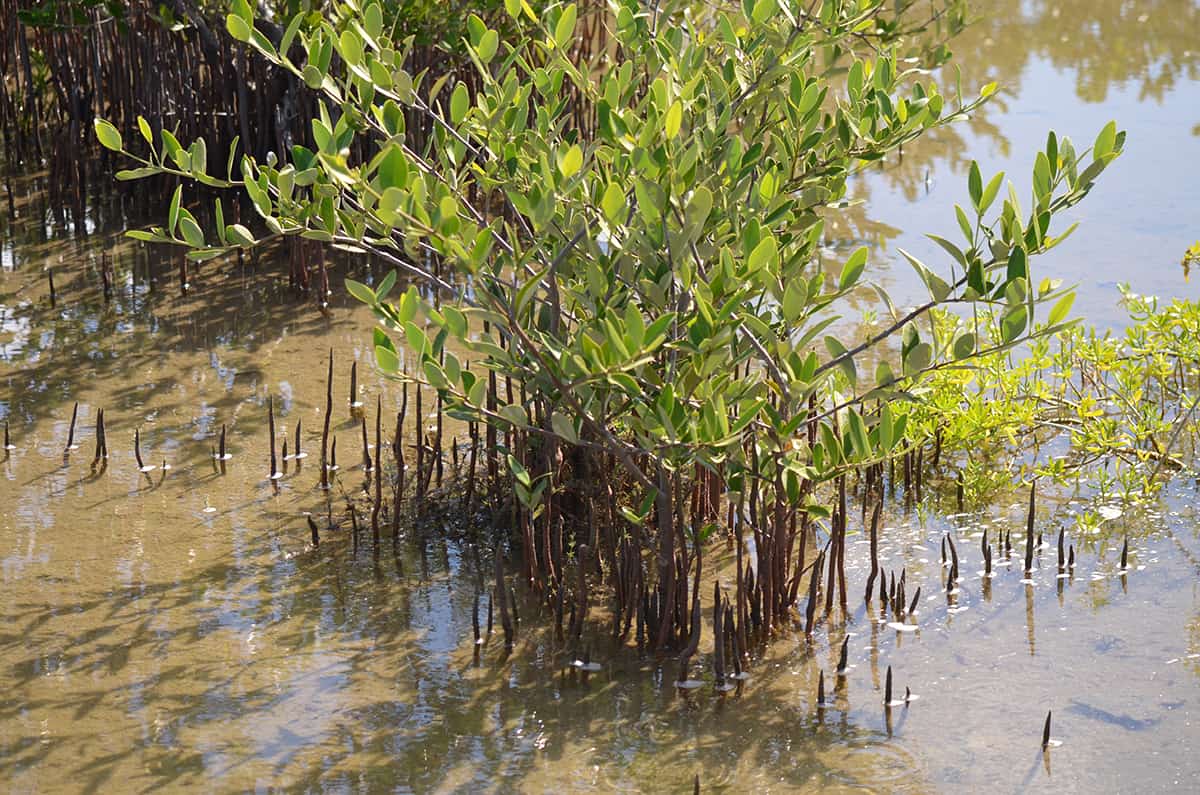 Black Mangrove Growing And Care Guide Plantglossary