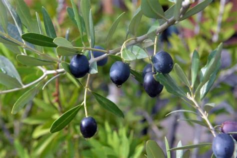 Black Olive Tree: Easy Care Guide