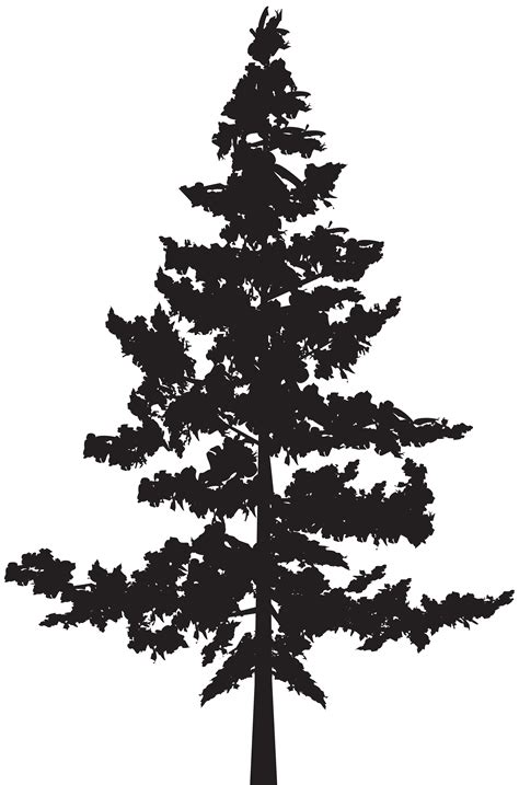 Black Pine Tree Pinus Contorta Tree Png Silhouette Clip Art Image Png