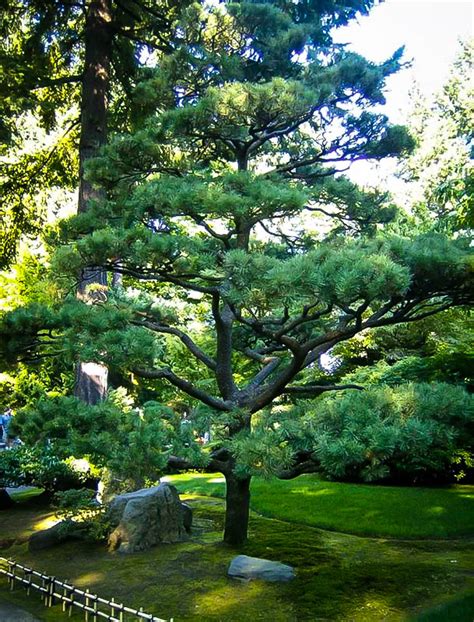 Black Pine Tree