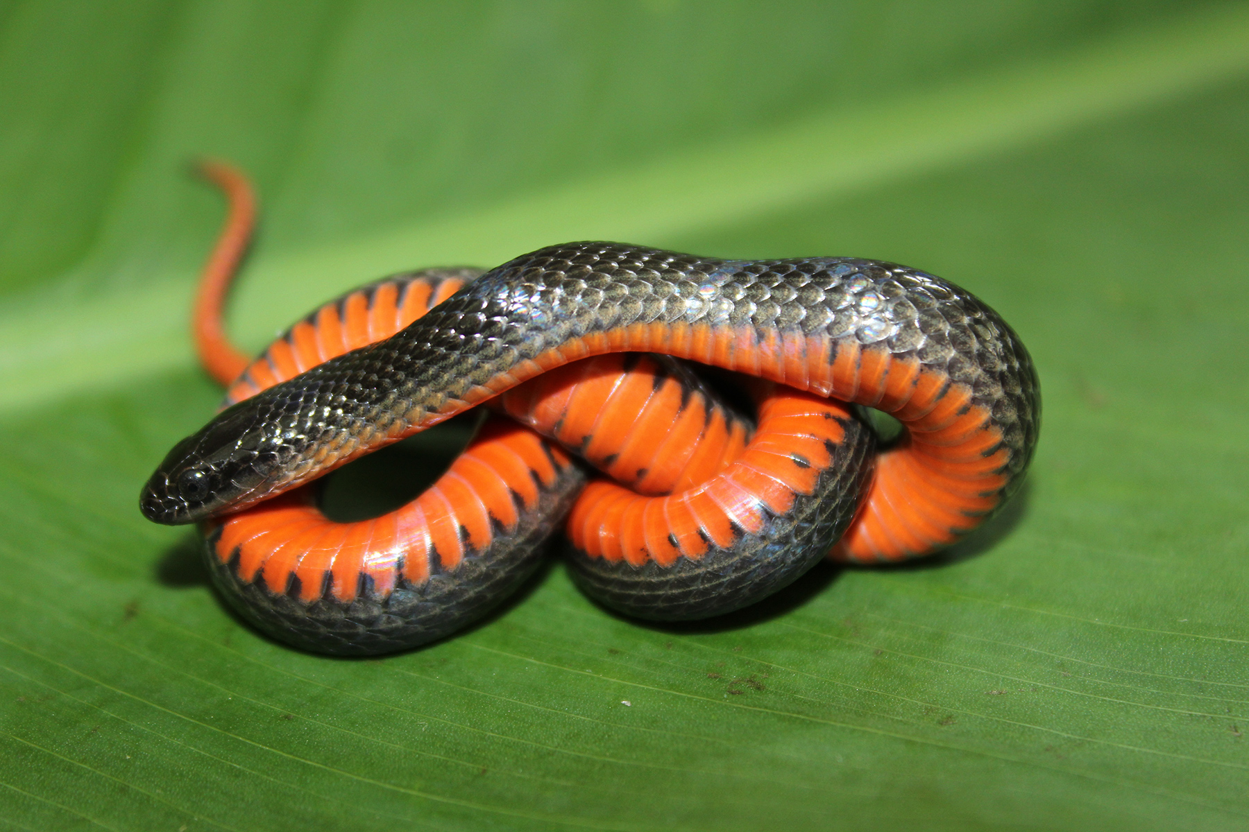 Black Snake Florida