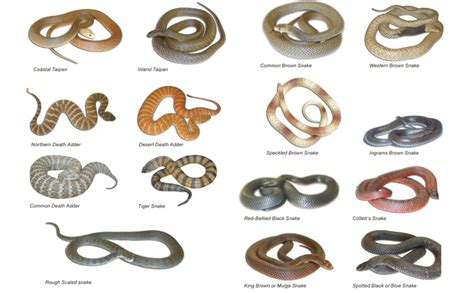 Black Snake Names List: Identify Species