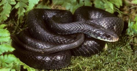 Black Snake With White Belly How To Identify This Type Of Snake A Z