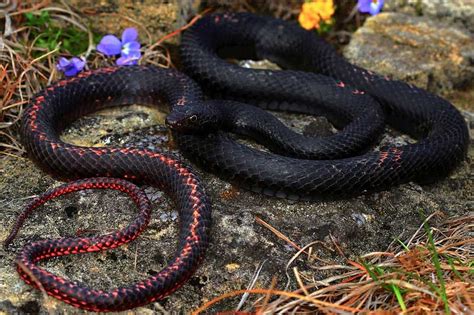 Black Snakes In Florida 11 Species With Pictures Wildlife Informer