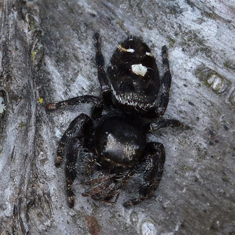 Black Spider With White Dot