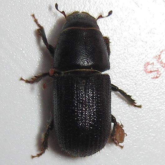 Black Turpentine Beetle Dendroctonus Terebrans Bugguide Net