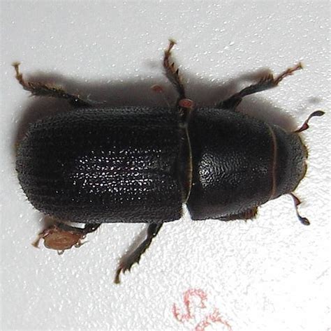 Black Turpentine Beetle