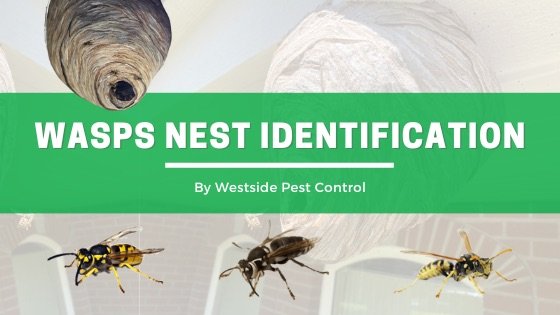 Black Wasp Nest Identification Guide