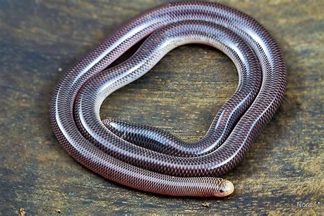 Blind Snake Ramphotyphlops Proximus By Normf Redbubble