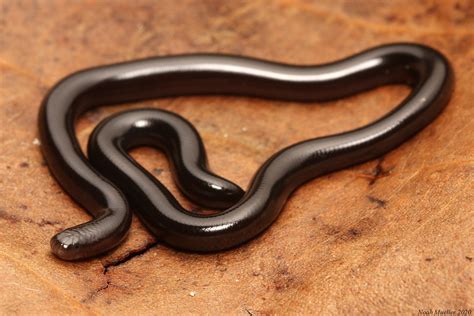 Blind Snakes In Florida