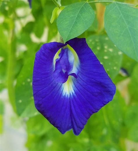 Blue Butterfly Pea Vine Clitoria Ternatea Seeds Seeds Perennials