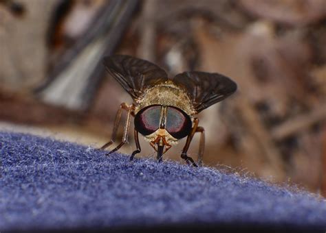 Blue Clothing Attracts Biting Flies P1110972 Caramel Colou Flickr