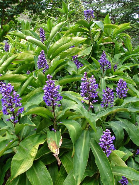 Blue Ginger Plant