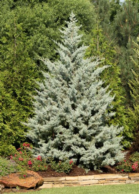 Blue Ice Cypress Tree