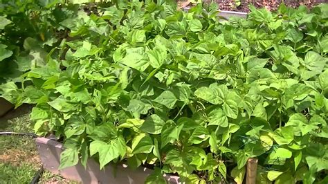 Blue Lake Bush Green Beans In Raised Beds Youtube