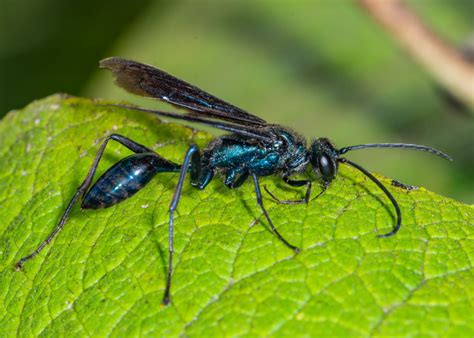 Blue Mud Dauber Identification Guide