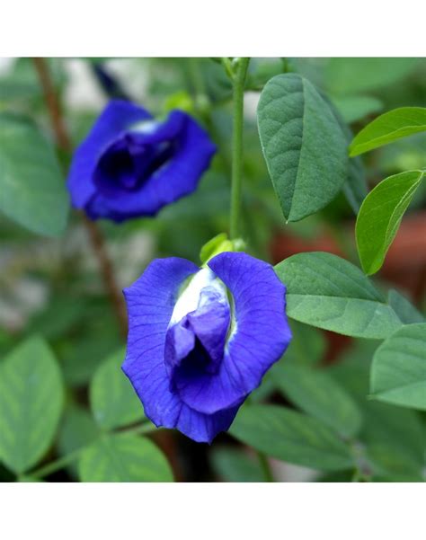 Blue Pea Butterfly Pea Potted Herbs Plant