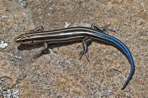 South Florida Lizards - Black Atlantic