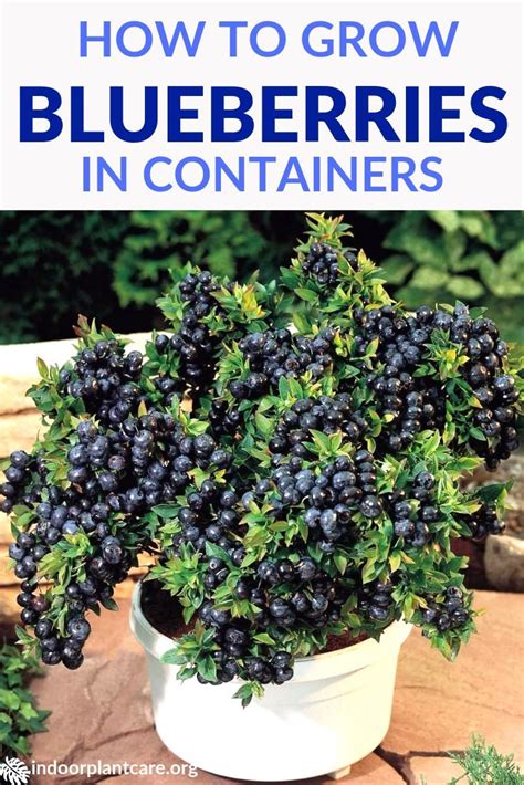 Blueberries At Home: Easy Growing Guide