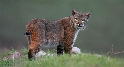 Bobcat Basic Facts About Bobcats Defenders Of Wildlife