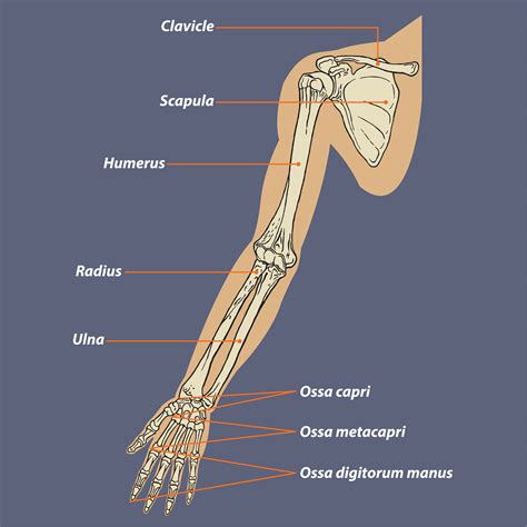 Bones Of The Arm