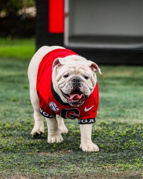 Boom Say Hello To Uga Xi As Uga X Retires As Georgia S Beloved Bulldog