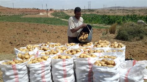 Boosting Potato Production In Eritrea Ecss Eritrean Center For