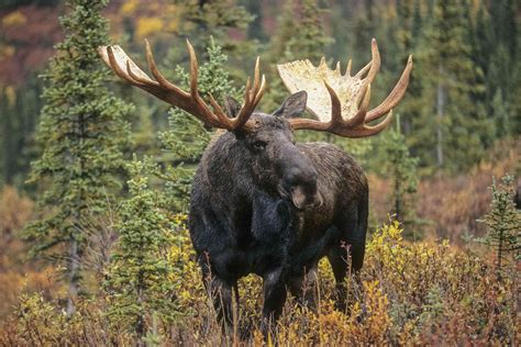 Boreal Forest Animals