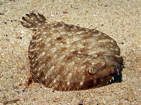 Bothus Podas Wide Eyed Flounder Atlantis Gozo