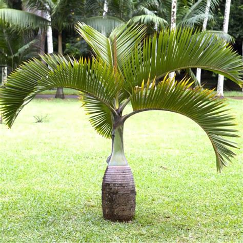 Bottle Palm Hyophorbe Lagenicaulis Tooth Mountain Nursery