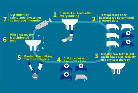 Bovine Mastitis Amp Control Strategies What Are The Latest Trends