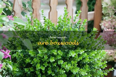 Boxwood Pricing Guide How Much Should You Expect To Pay Shuncy