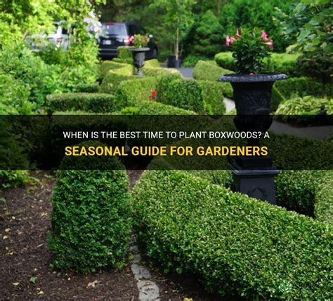 Boxwood Seasonal Guide: Thrive Yearround