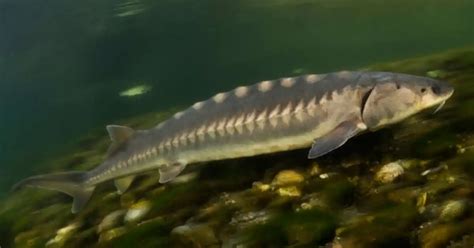 Boys Catch Rare Fish With A Sausage Practical Fishkeeping