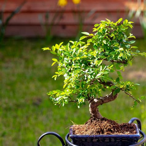 Brad Amp 39 S Bonsais Ulmus Parvifolia Chinese Elm Yr 2006 Deciduous