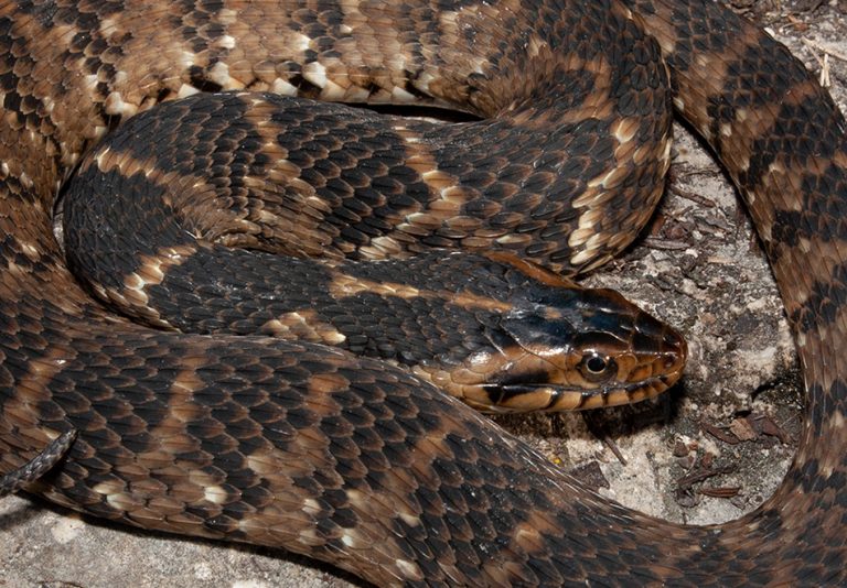 Brahminy Blindsnake Florida Snake Id Guide